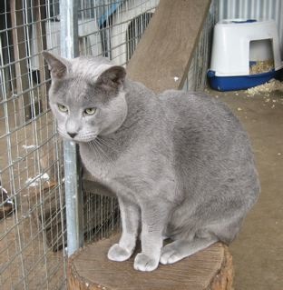 Russian Tom cat, Austin